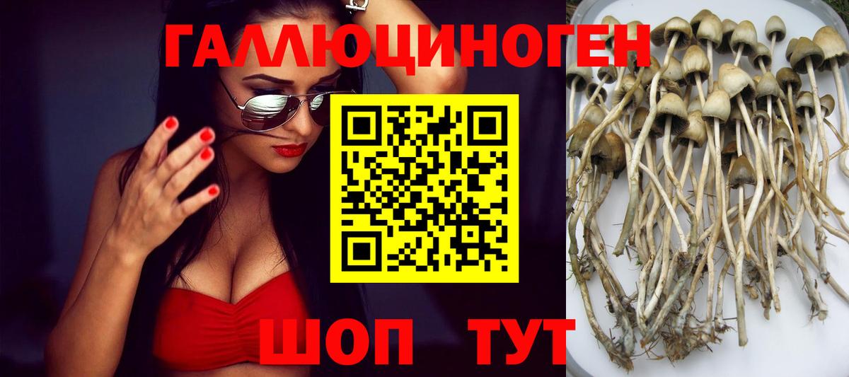 Псилоцибиновые грибы Psilocybe  Вход с VPN  Сунжа 